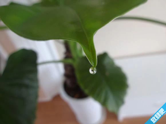 富贵竹的养殖方法和注意事项