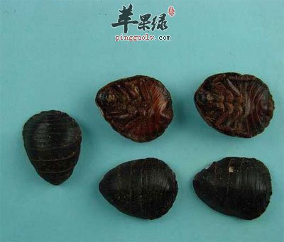 土鳖虫的功效与作用