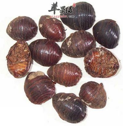土鳖虫的功效与作用